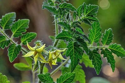 CYBEXIS Currant Tomatoes2000 Seeds Seed(2000 per packet)