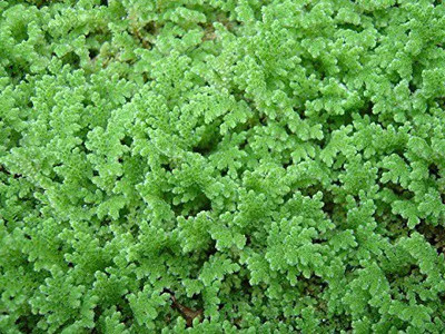 wequality lemna minor seeds Seed(150 per packet)