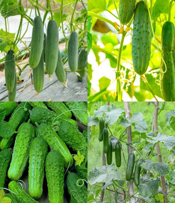 ibains Khira seed cucumber kakri seeds beej 40 Seed(40 per packet)
