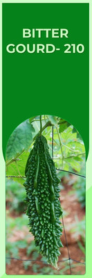 WILLVINE Bitter Gourd Seed(50 per packet)