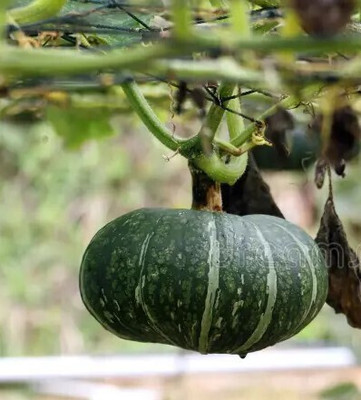 jkfarm Pumpkin, Kumro Seed(40 per packet)
