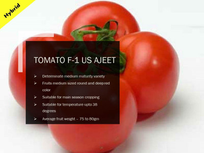 VibeX TOMATO F-1 PUAS AJEET SEEDS(1000 Seeds) Seed(1000 per packet)