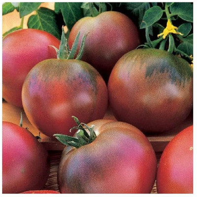 CYBEXIS Tomato Black Russian2000 Seeds Seed(2000 per packet)