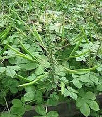 WILLVINE ROX -X African Cabbage Seeds - Good Flavor [50g] Seed(15000 per packet)