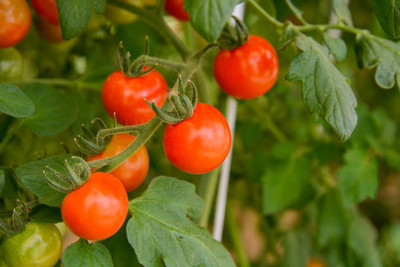Niyama tomato Seed(140 per packet)