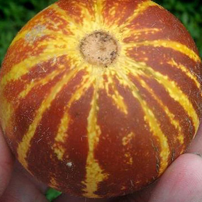 KNESSiN Pumpkin Seed(150 per packet)