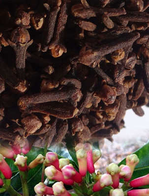 VibeX NDIR-34 - Clove Tree - (60 Seeds) Seed(60 per packet)
