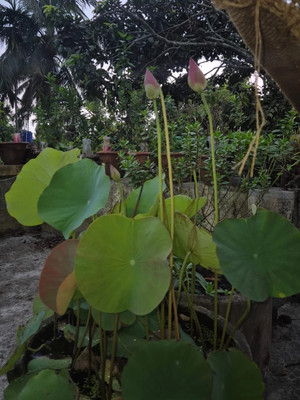 SAHAAGRO KAMAL Seed(15 per packet)