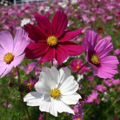 Greenfall Cosmos Flowers Mixed Colour Premium Seeds - 30 Seeds Pack Seed(30 per packet)