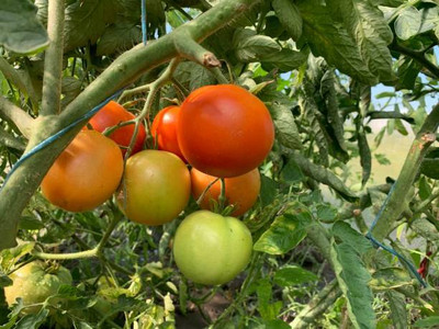 ShubhBhakti tomato Seed(55 per packet)