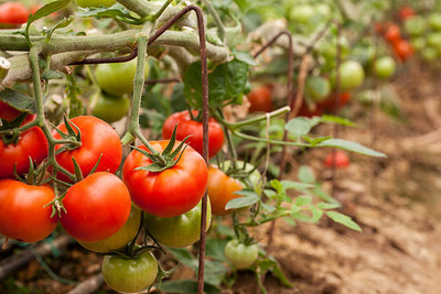 Bamboo tomato Seed(135 per packet)