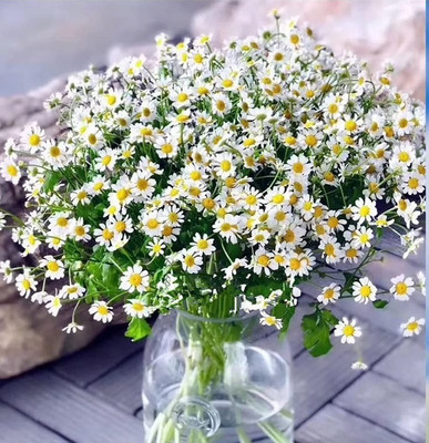 CYBEXIS XLL-86 - Roman / German Chamomile - (750 Seeds) Seed(750 per packet)