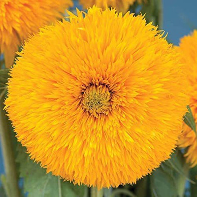 VibeX VVI-89 - Double Sunking Sunflower - (450 Seeds) Seed(450 per packet)