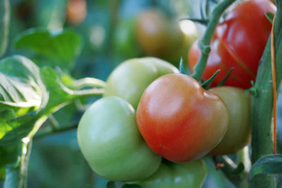 Arlo tomato Seed(145 per packet)