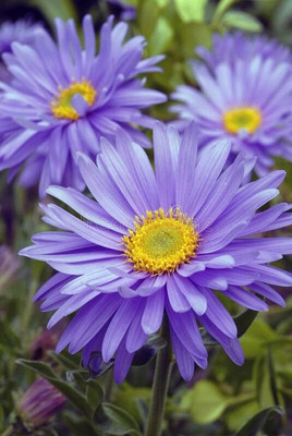 Lorvox Aster Hybrid Flower Seed(60 per packet)
