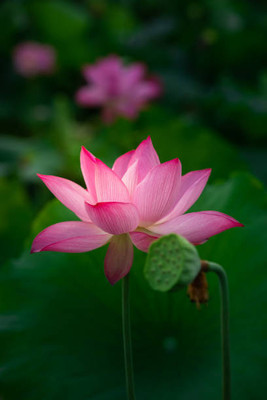 WINR lotus,kamal seeds Seed(12 per packet)