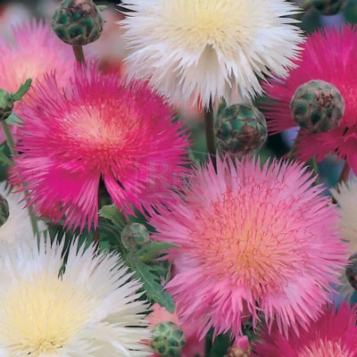 EVEMP SWEET SULTAN IMPERIAL MIX Seed(80 per packet)