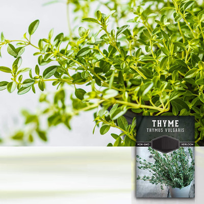 Qualtivate GBPT-3A Garden - Thyme Seed(50 per packet)