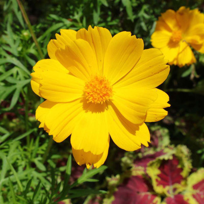 Seedsqlty cosmos flower seeds mixed, high germination (15 seeds) Seed(15 per packet)