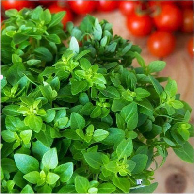 CYBEXIS VXI-36 - Oregano - Italian- - (1350 Seeds) Seed(1350 per packet)