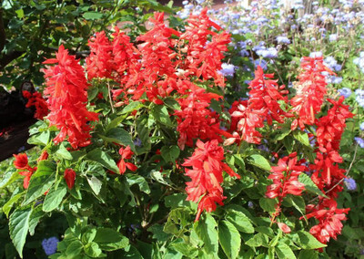 Avysa Red salvia, scarlet sage Seed(100 per packet)
