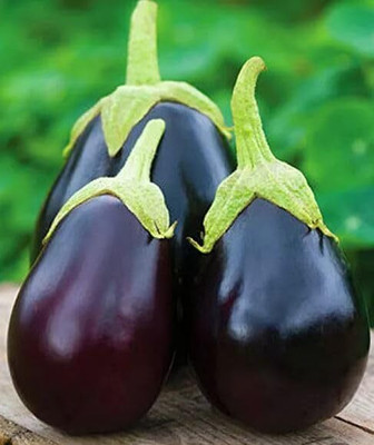 KNESSiN Organic Brinjal Black Beauty - Eggplant ( Seeds) Seed(5000 per packet)