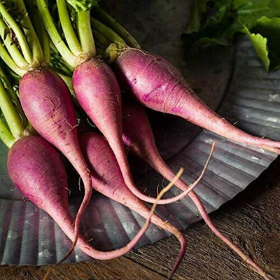 CYBEXIS Radish Violet Round Vegetable Seeds2400 Seeds Seed(2400 per packet)