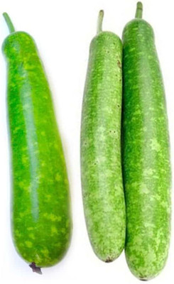 VibeX ® VMR-62 Bottle Gourd Dudhi Lauki Seeds Calabash Seed(50 per packet)