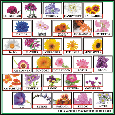 FLARE SEEDS 30 Variety of Flower Combo of Gardening Seeds Seed(30 per packet)