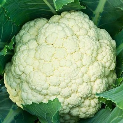 CYBEXIS Pant Gobhi-3 Cauliflower Variety2000 Seeds Seed(2000 per packet)