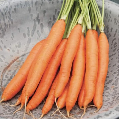 Qualtivate HUA-6A Carrot Romance (Orange) Seed(300 per packet)