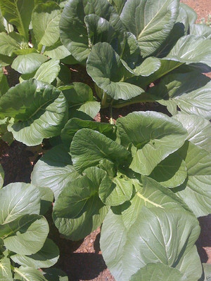 VibeX XL-29 - Japanese Mustard Cold Hearty Heat Tolerant - (2250 Seeds) Seed(2250 per packet)