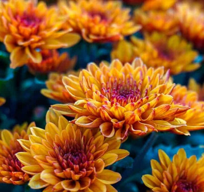 Seedsqlty Chrysanthemum seeds for home garden Seed(40 per packet)