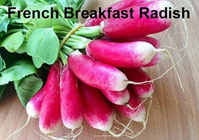 CYBEXIS XLL-86 - French Breakfast Radish - (2250 Seeds) Seed(2250 per packet)