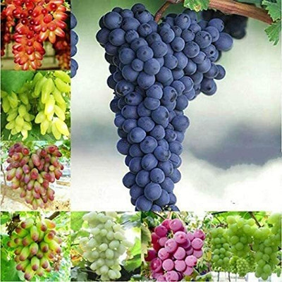 Aywal Angur Seed(70 per packet)