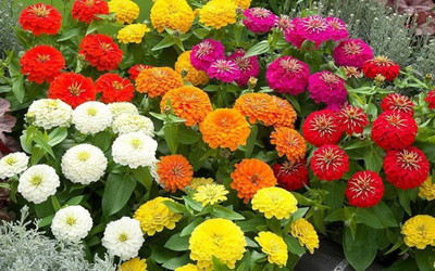 BJUBAS zinnia flower seeds all colour pack of 12 Seed(12 per packet)