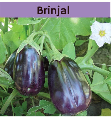 CYBEXIS LX-47 - Brinjal for Kitchen Gardening - (450 Seeds) Seed(450 per packet)