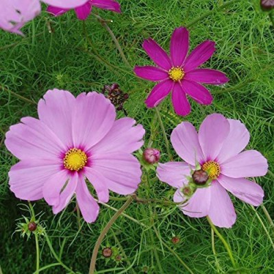 CYBEXIS XLL-1 - Sensation Mix Cosmos Blend - (90 Seeds) Seed(90 per packet)