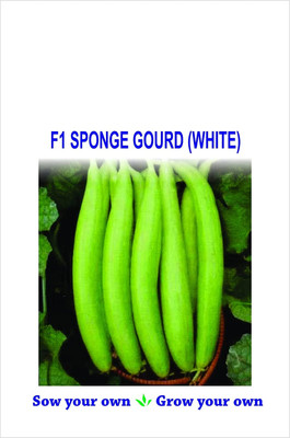 Qualtivate GBPT-9A Sponge Gourd Tori Torai White Hybrid Seeds Seed(50 per packet)