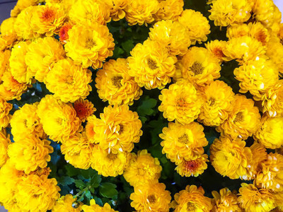 ReBuy marigold/gende ka phool flower seeds Seed(50 per packet)