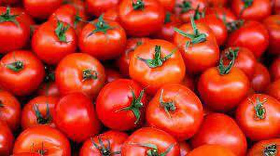 XOLDAA hybrid f1 quality tomato seeds Seed(45 per packet)