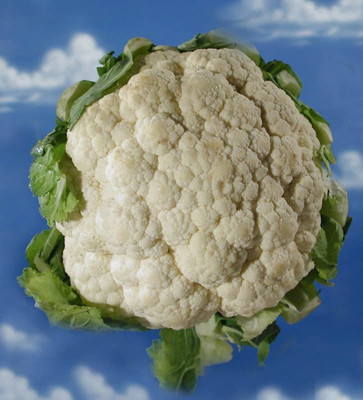 CYBEXIS GUA-83 - Cauliflower Phool Gobhi - (1350 Seeds) Seed(1350 per packet)