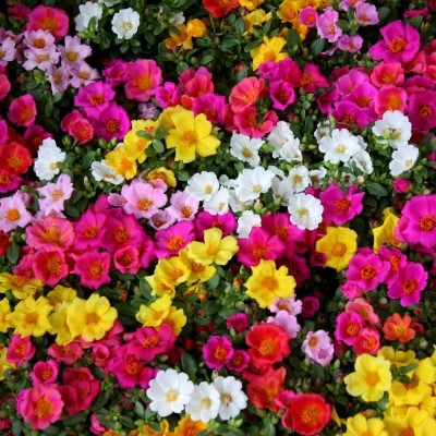 Flipkart SmartBuy Exotic Portulaca Flower Mix Seed(50 per packet)