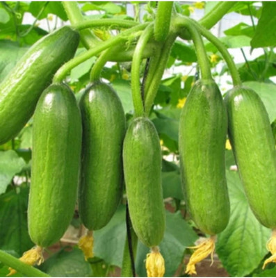 HYBRID 10g cucumber seeds highest yield variety early fruiting long time harvesting Seed(1 per packet)