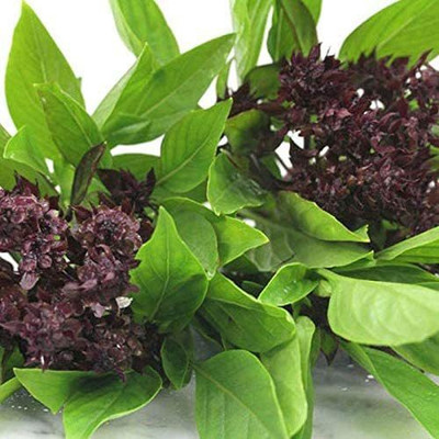 CYBEXIS VXI-53 - Siam Queen Thai Basil - (4500 Seeds) Seed(4500 per packet)