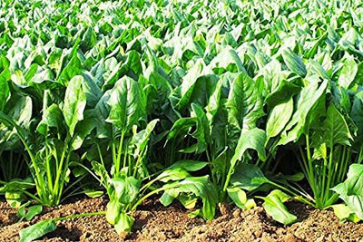 Aywal पालक के बीज/Palak Spinach Seed(450 per packet)