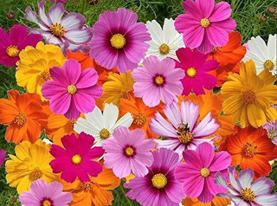 CYBEXIS Cosmos Good Germination Mixed Colour Flower F1 Hybrid Seeds Seed(50 per packet)