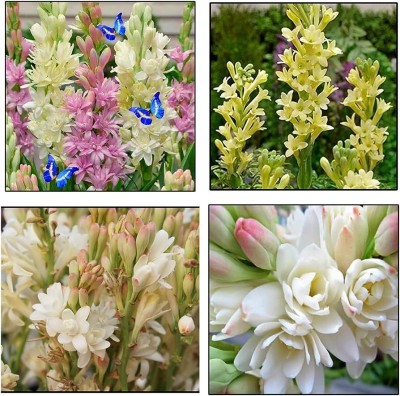 BDSresolve Most fragrance double petel Tuberose flower bulbs seeds Seed(19 per packet)