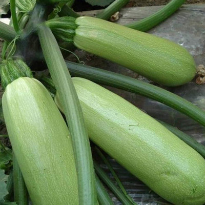 KNESSiN MAX-76 Zucchini Seed(30 per packet)