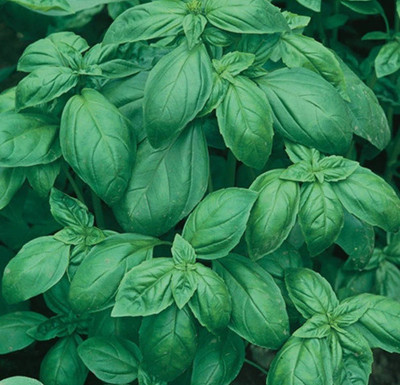 XEFRA Basil Genovese Seed(50 per packet)